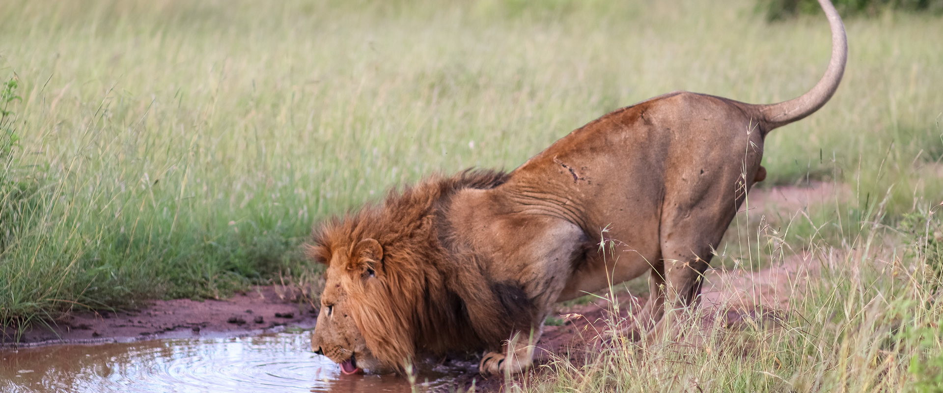 4 Days Masai Mara flying safari