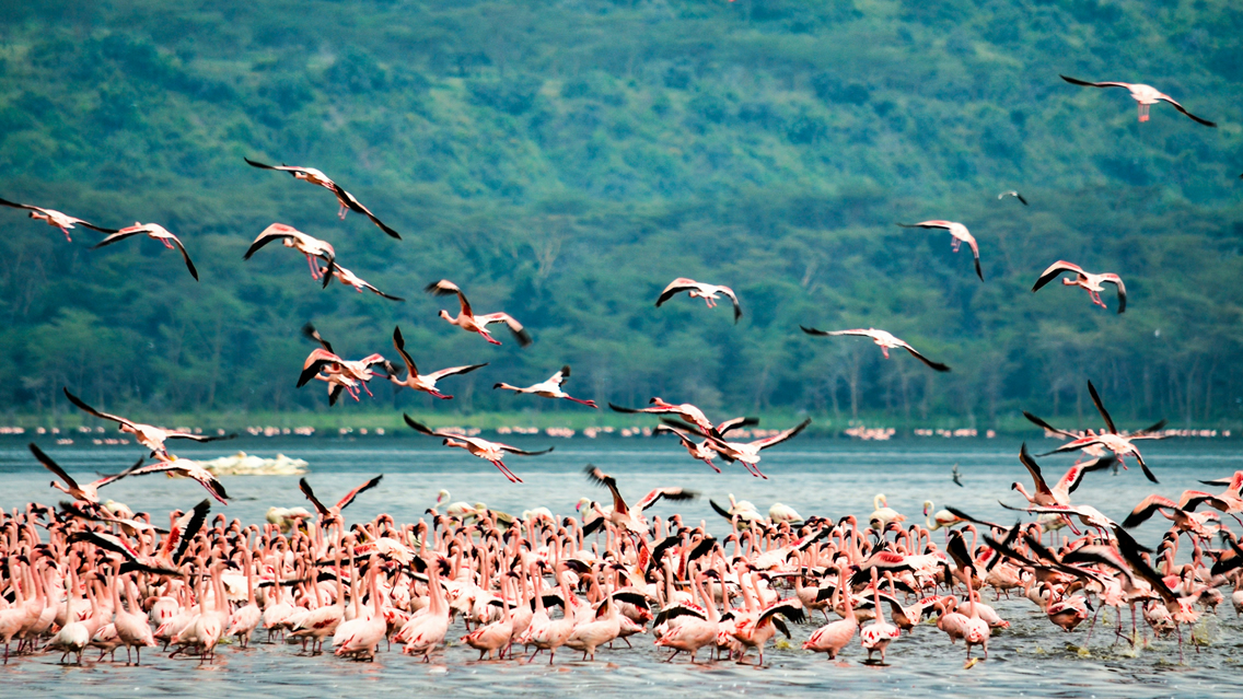 4 Days Masai Mara and Lake Nakuru safari