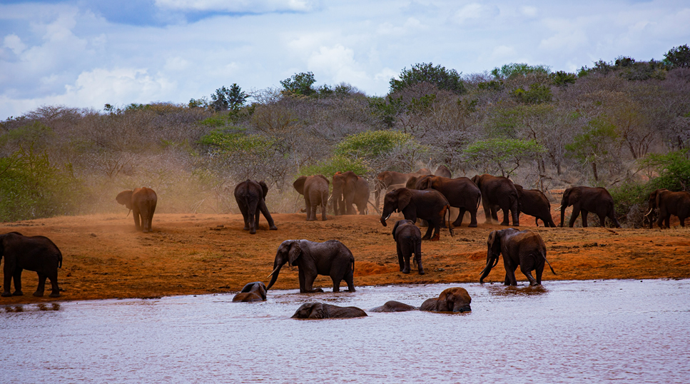 6 Days Tsavo Amboseli Masai Mara safari
