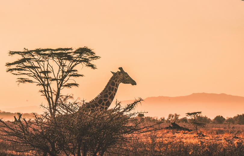 7 Days Samburu Aberdares Lake Nakuru and Masai Mara safari