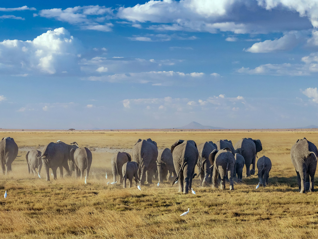 Mount Kilimanjaro from Amboseli