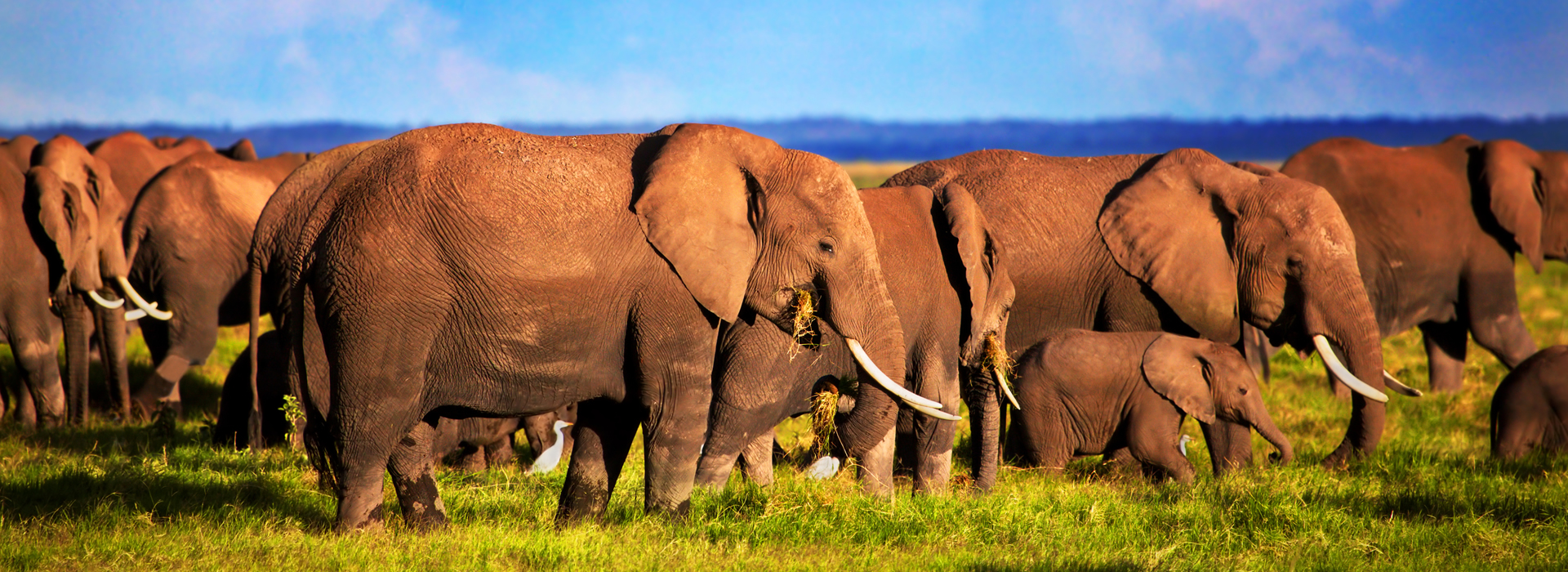 Masai Mara safari experiences at Rovers Campsite Mara