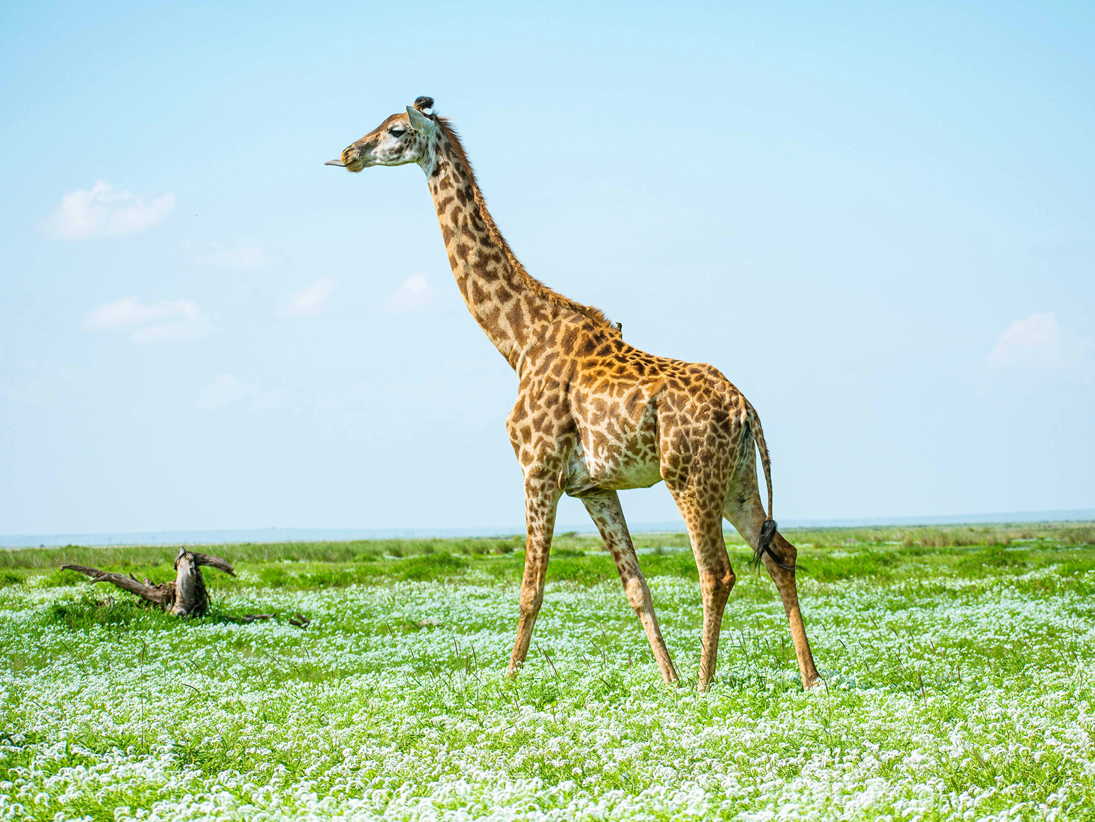 Lake Naivasha birdlife