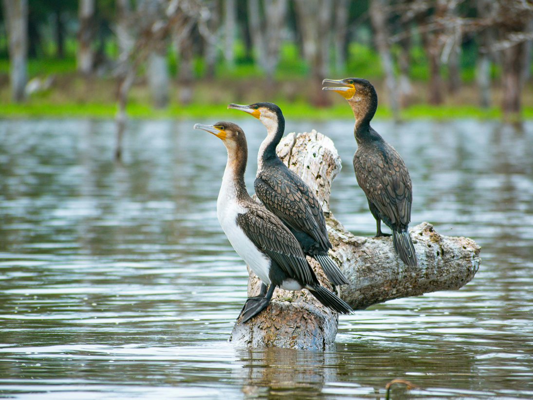 Lake Naivasha boat safari