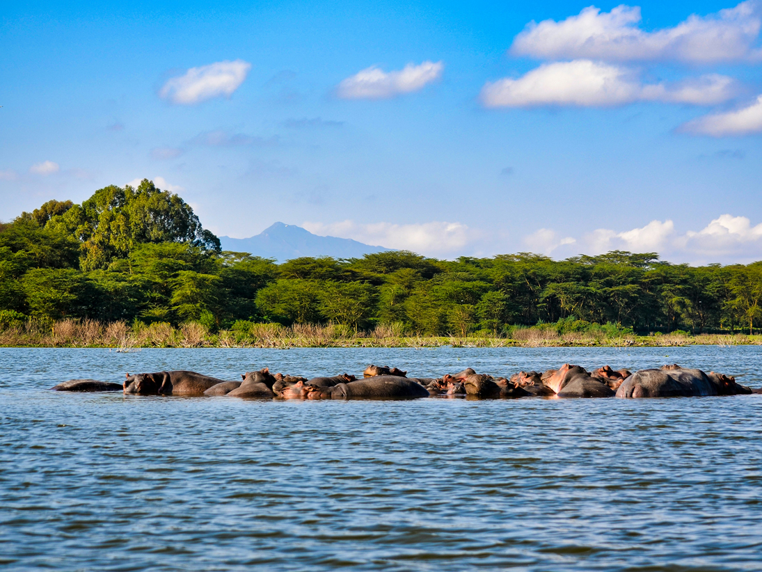 Lake Naivasha hippos