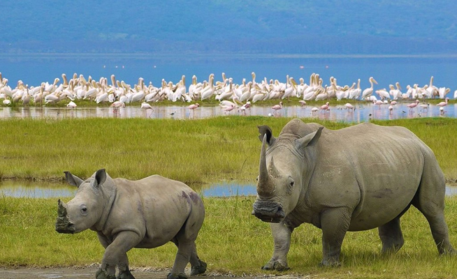 Lake Nakuru birdlife