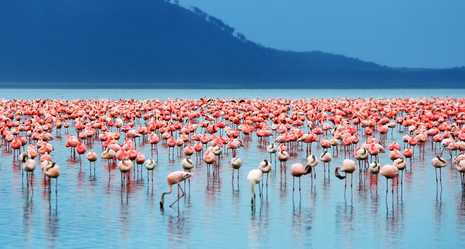 Lake Nakuru safari game drive