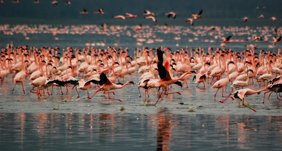 Lake Nakuru Rift Valley landscape