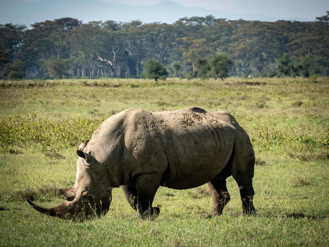 Rhino safari Lake Nakuru
