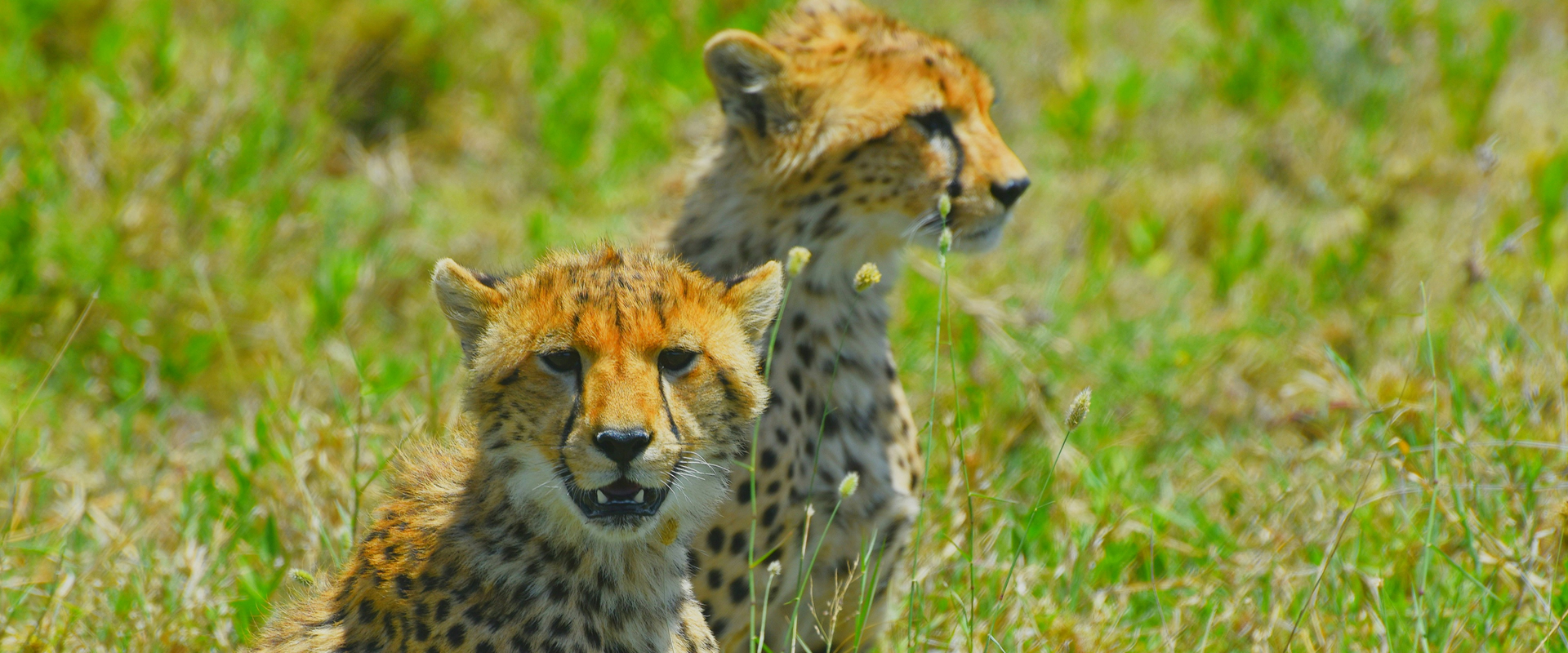 Masai Mara savannah landscape