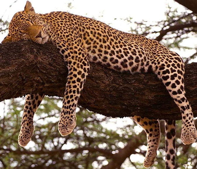 Masai Mara wildlife