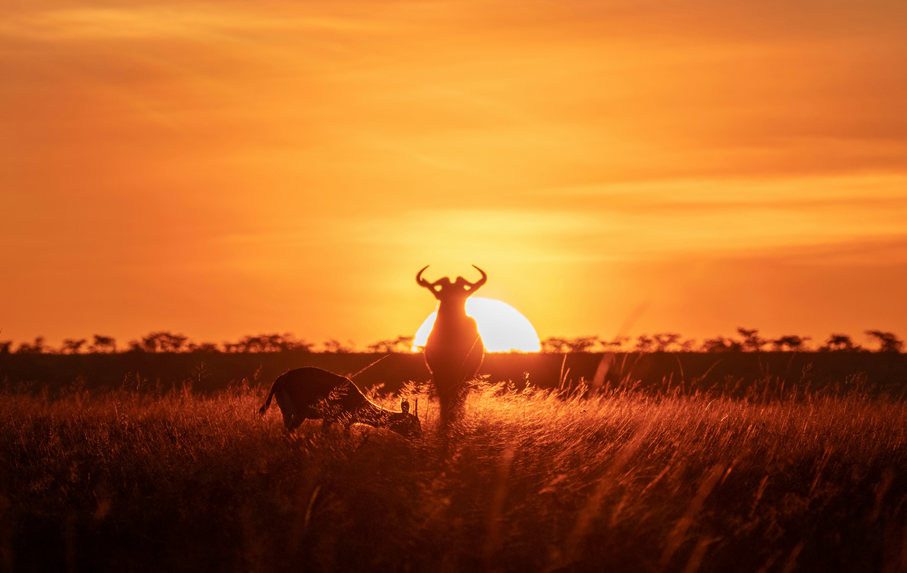 Tailor made Kenya safari from Nairobi