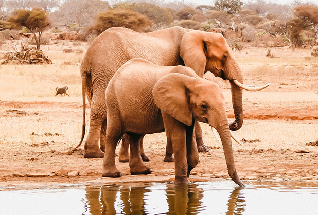 Tsavo East red earth landscape