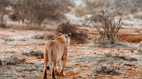 Tsavo East wildlife safari