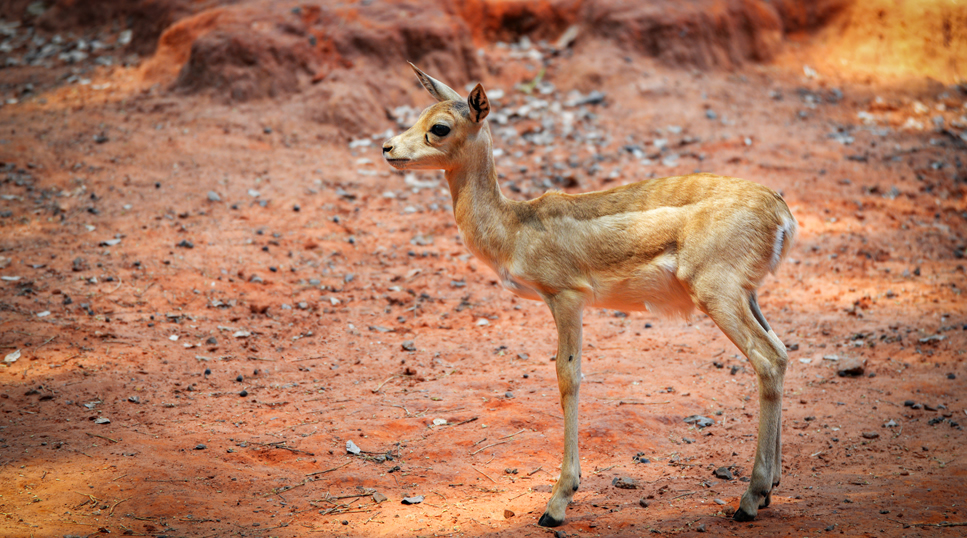Tsavo West volcanic landscape