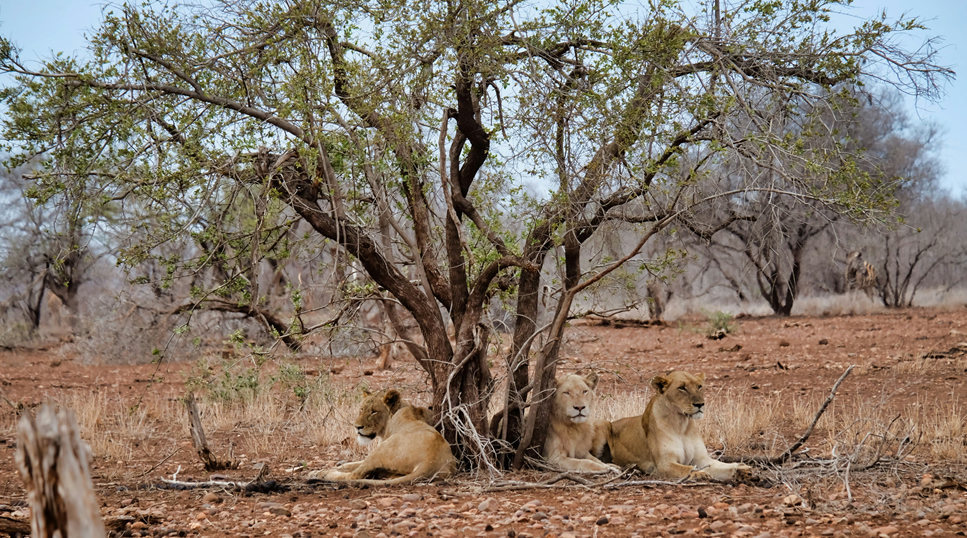 Tsavo West wildlife safari